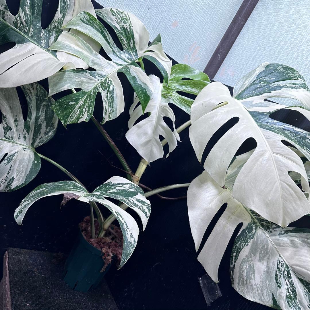 n*k様 斑入りモンステラ ホワイトタイガー極美大株74cm白斑多