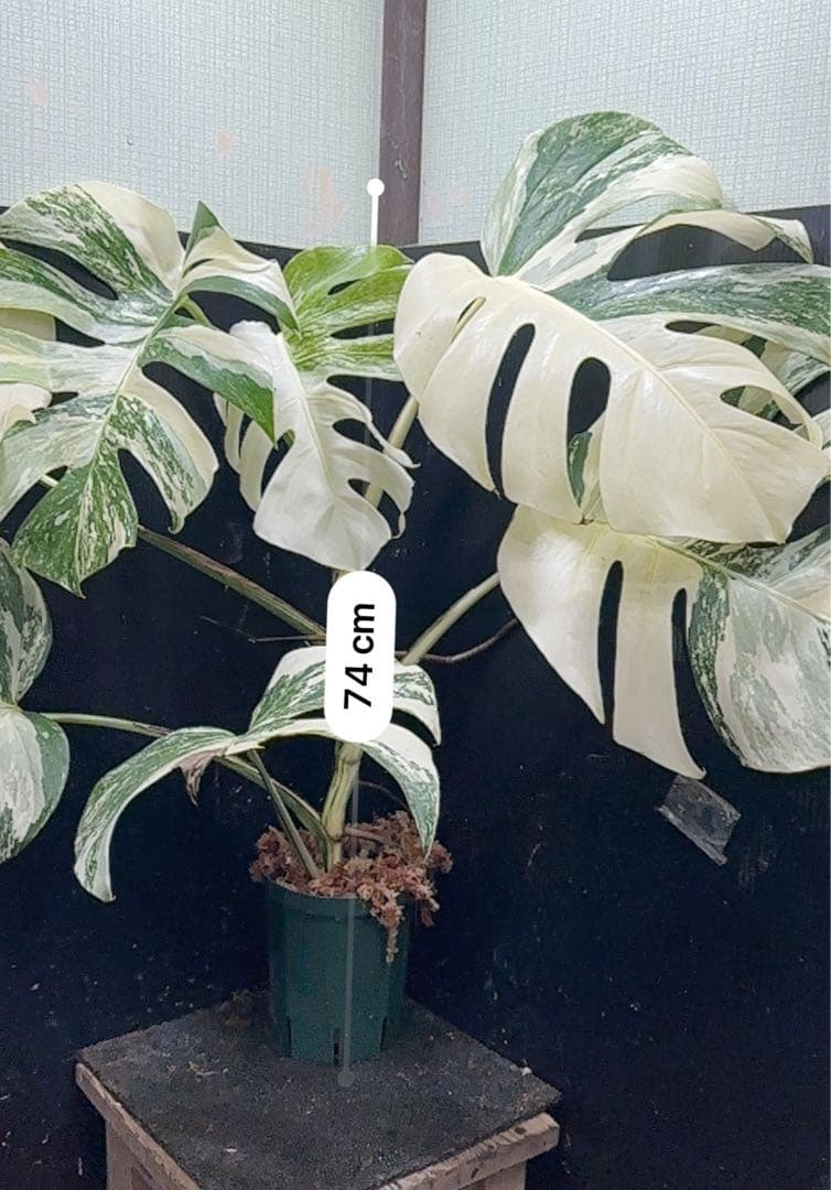 n*k様 斑入りモンステラ ホワイトタイガー極美大株74cm白斑多