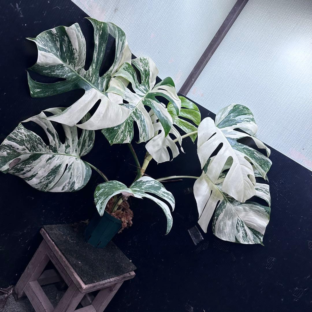 n*k様 斑入りモンステラ ホワイトタイガー極美大株74cm白斑多