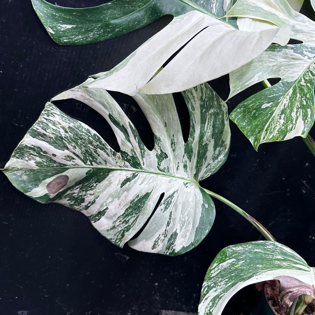 n*k様 斑入りモンステラ ホワイトタイガー極美大株74cm白斑多