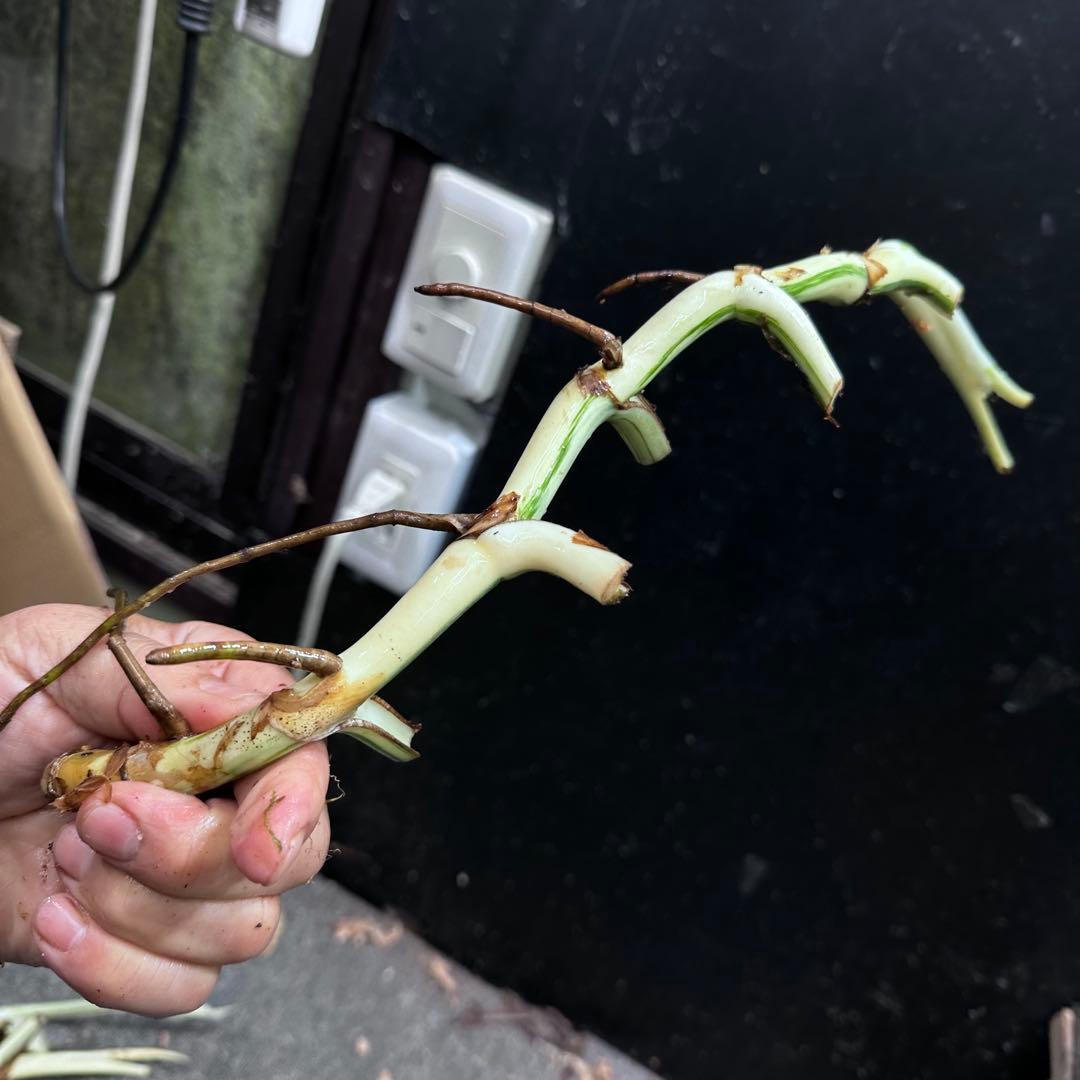 な*け様 斑入りモンステラホワイトタイガー茎7株おまとめ