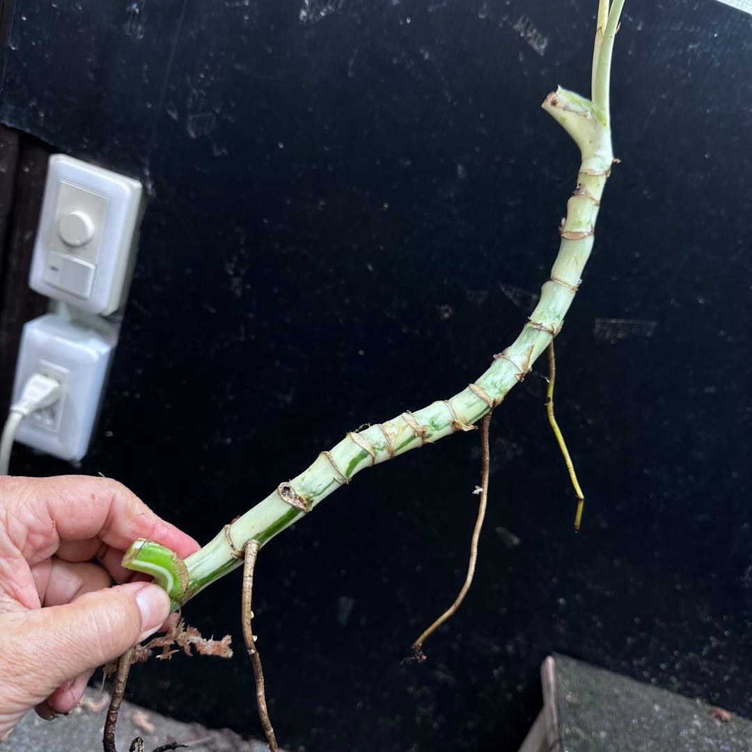 な*け様 斑入りモンステラホワイトタイガー茎7株おまとめ