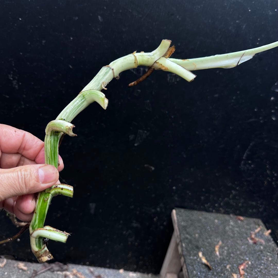 な*け様 斑入りモンステラホワイトタイガー茎7株おまとめ