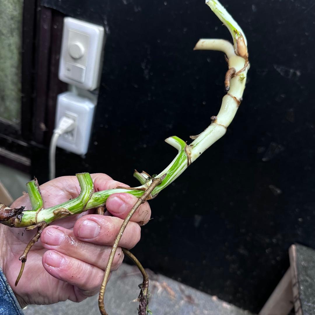 な*け様 斑入りモンステラホワイトタイガー茎7株おまとめ