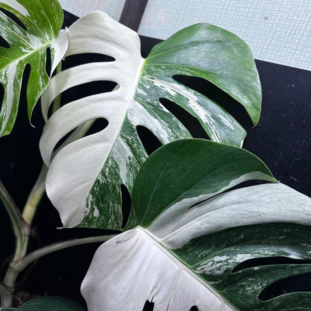 く*※様 斑入りモンステラ ホワイトタイガー極美大株74cm白斑多