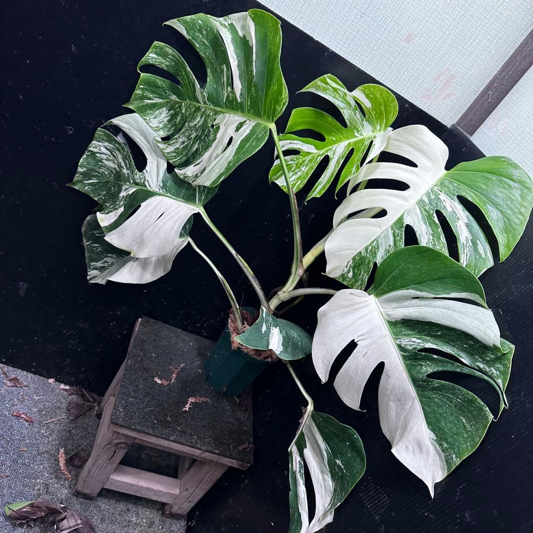 く*※様 斑入りモンステラ ホワイトタイガー極美大株74cm白斑多