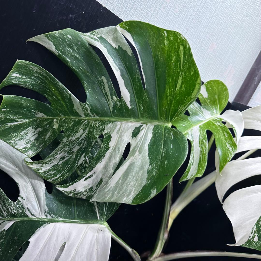 く*※様 斑入りモンステラ ホワイトタイガー極美大株74cm白斑多