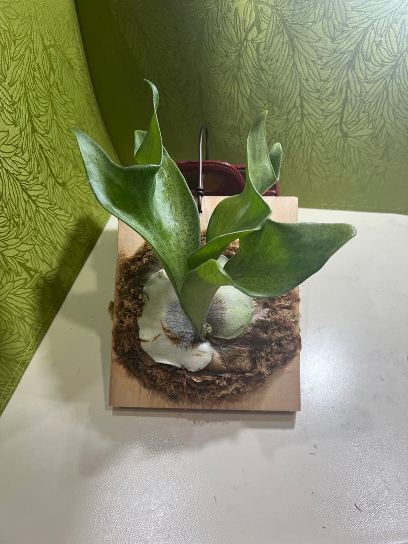 P.Hillii .Dragon OC① | ヒリー　ドラゴン　板付