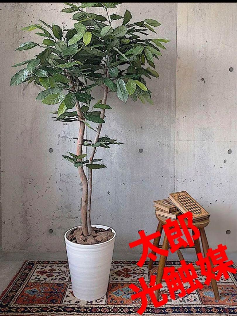 光触媒　人工観葉植物　ウォールグリーン　フェイクグリーン　コーヒーの木g@'t