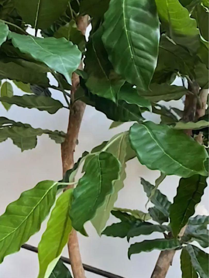 光触媒　人工観葉植物　ウォールグリーン　フェイクグリーン　コーヒーの木g@'t