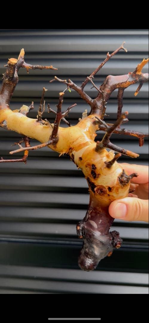 ソマリア産カタフ　コレクション株