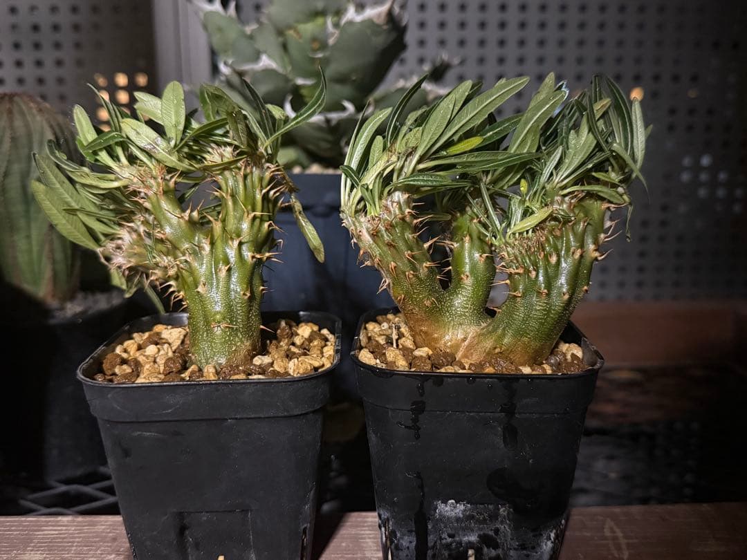 パキポディウム　グラキリス　綴化　2株　セット