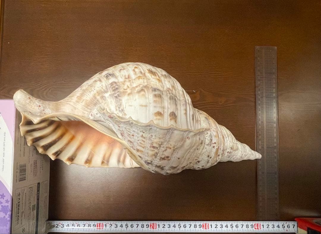 ネ*科様 天然　法螺貝　40cm 1585g‼️