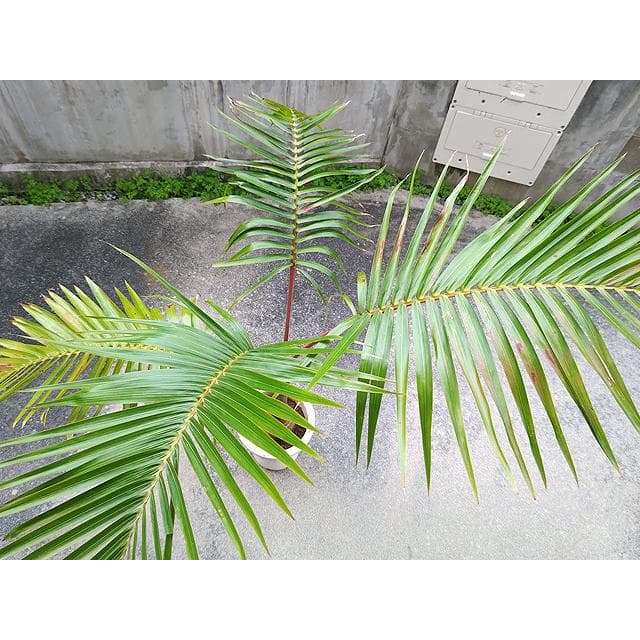 【送料込】沖縄産トックリヤシ（２７）┃人気沸騰中の徳利椰子でインテリアを楽しもう