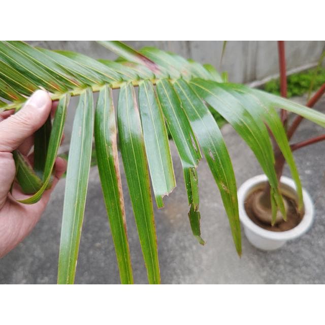 【送料込】沖縄産トックリヤシ（２７）┃人気沸騰中の徳利椰子でインテリアを楽しもう