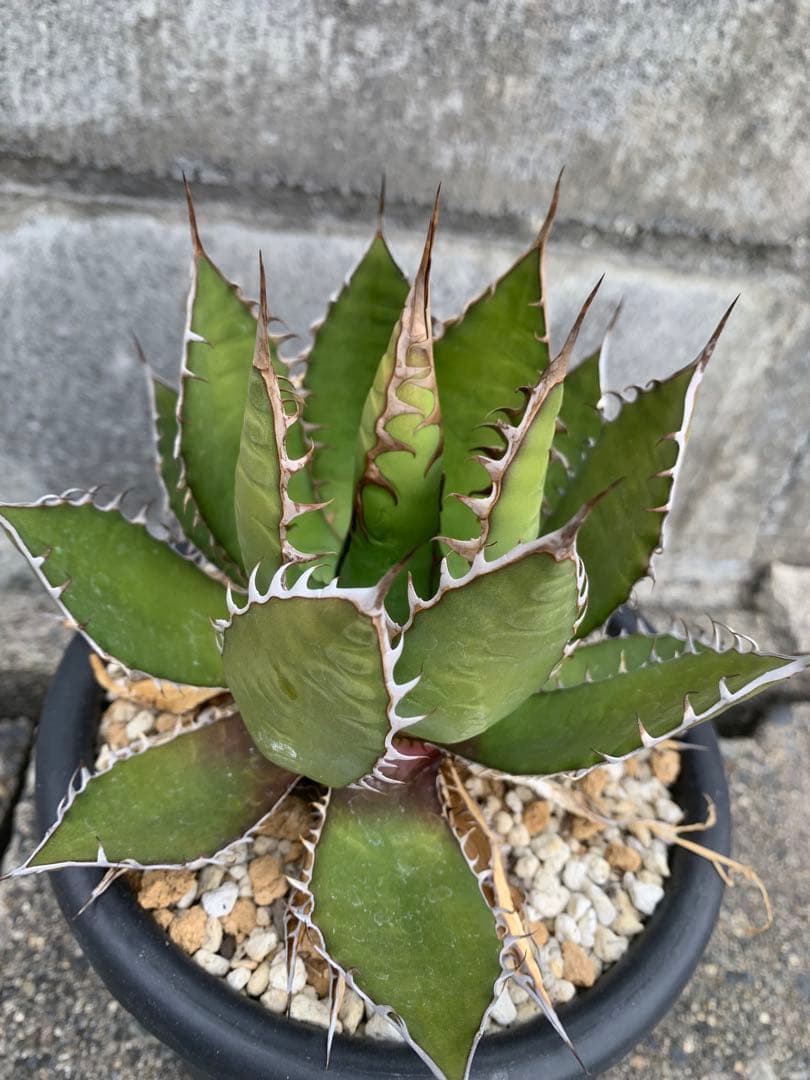 アガベ ホリダ　US株 コンパクト　陽炎