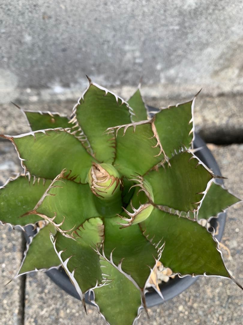 アガベ ホリダ　US株 コンパクト　陽炎