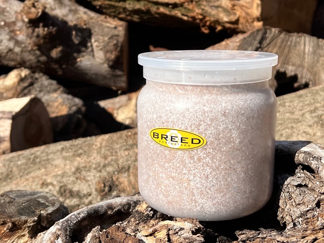 大型・美形クワガタ用　BREED菌糸ビン　NEW1500ml　6本セット／菌糸瓶