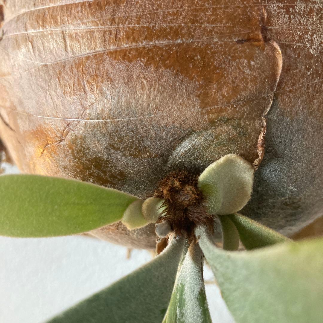 ビカクシダ　willinckii Sparrow X