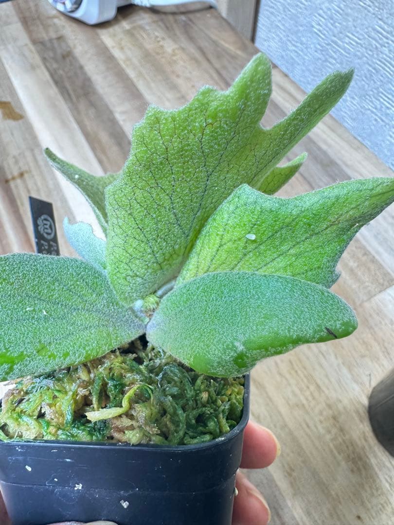 willinckii Fly ドワーフ確定　④ オマケ