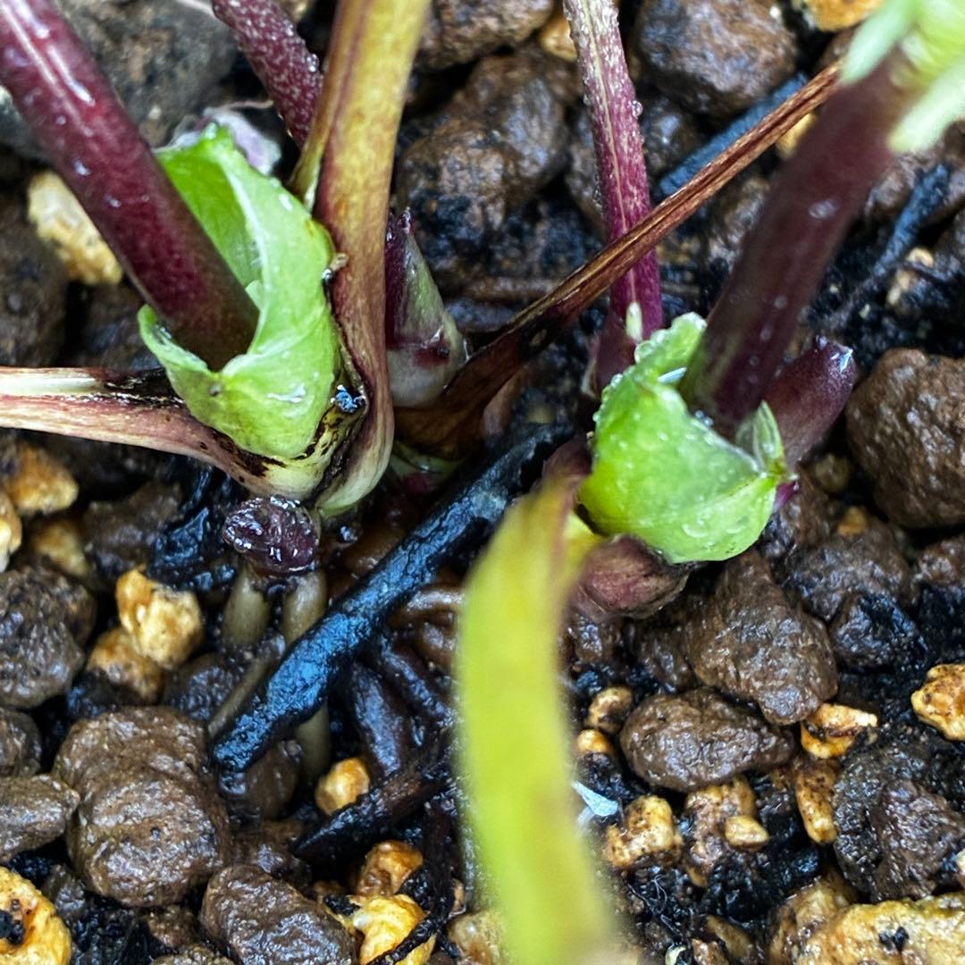 ラ*ク様 3511☘️蕾花付き☘️小輪⭐️ペールピンクぼかし⭐️クリア美人⭐️樋