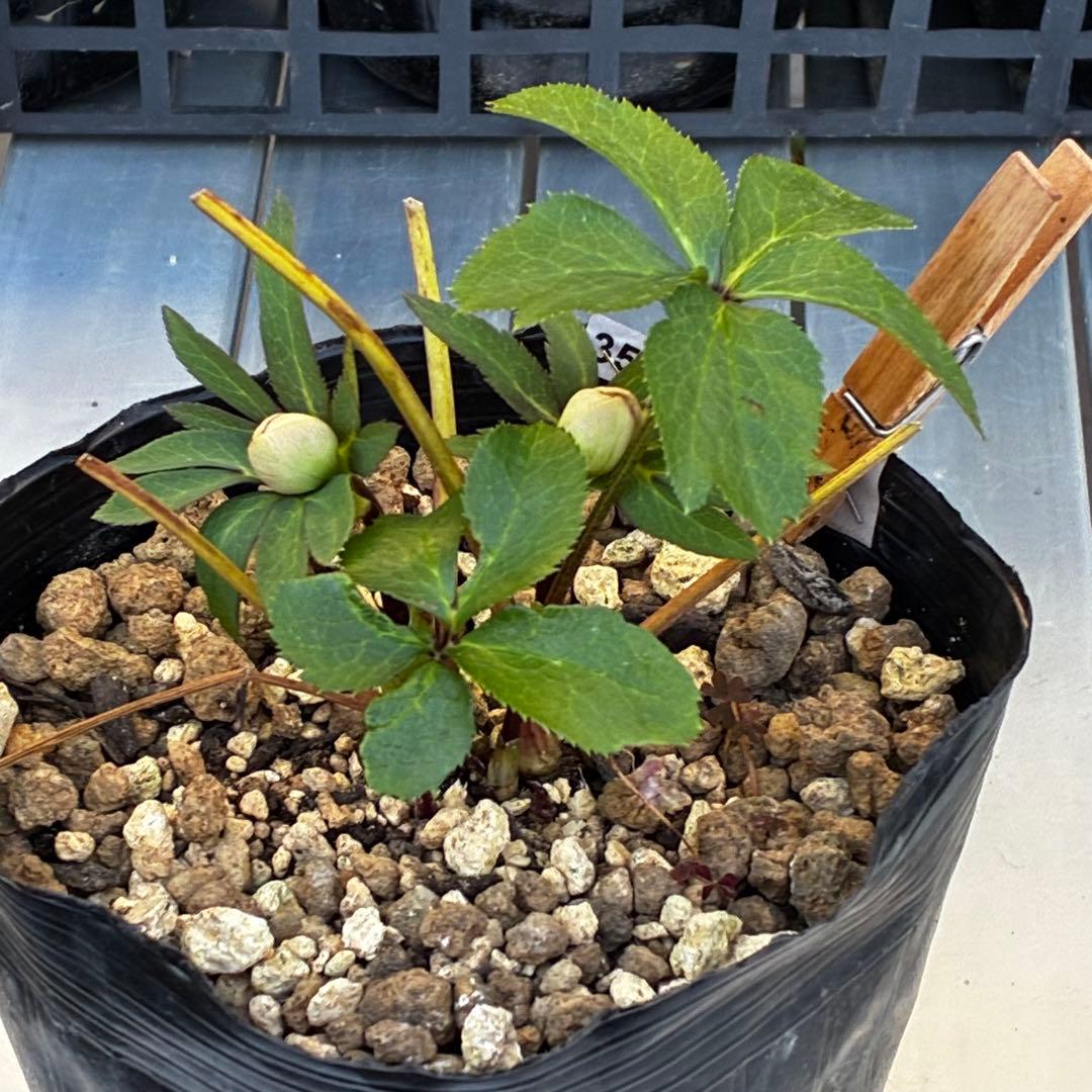 ラ*ク様 3511☘️蕾花付き☘️小輪⭐️ペールピンクぼかし⭐️クリア美人⭐️樋