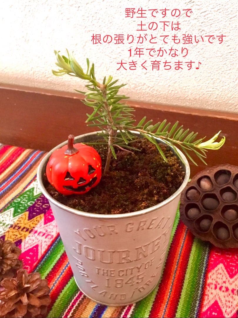 【完売】天然＊野生の可愛いもみの木さん【樅の木/苗木】ハロウィンやクリスマスに！