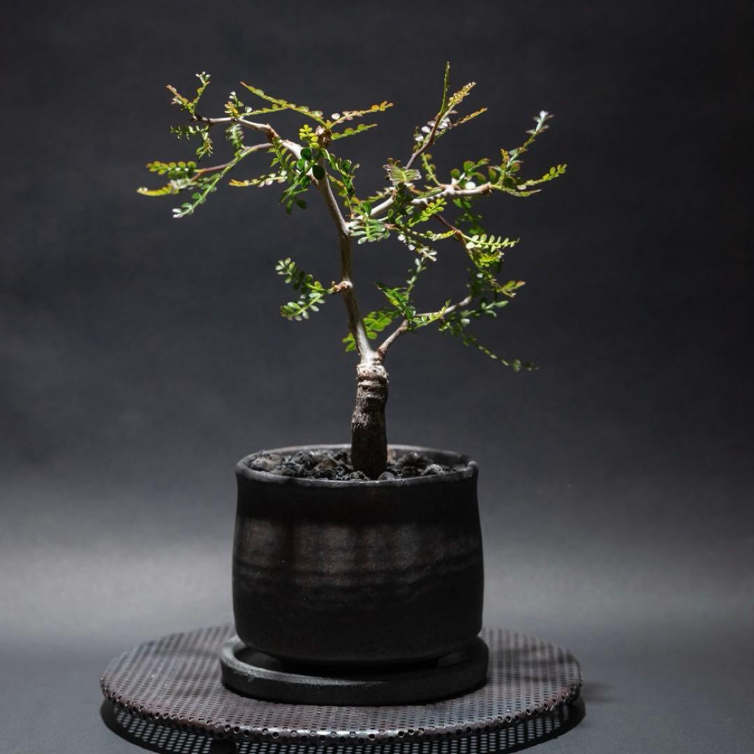 オペルクリカリア・パキプス　根差し