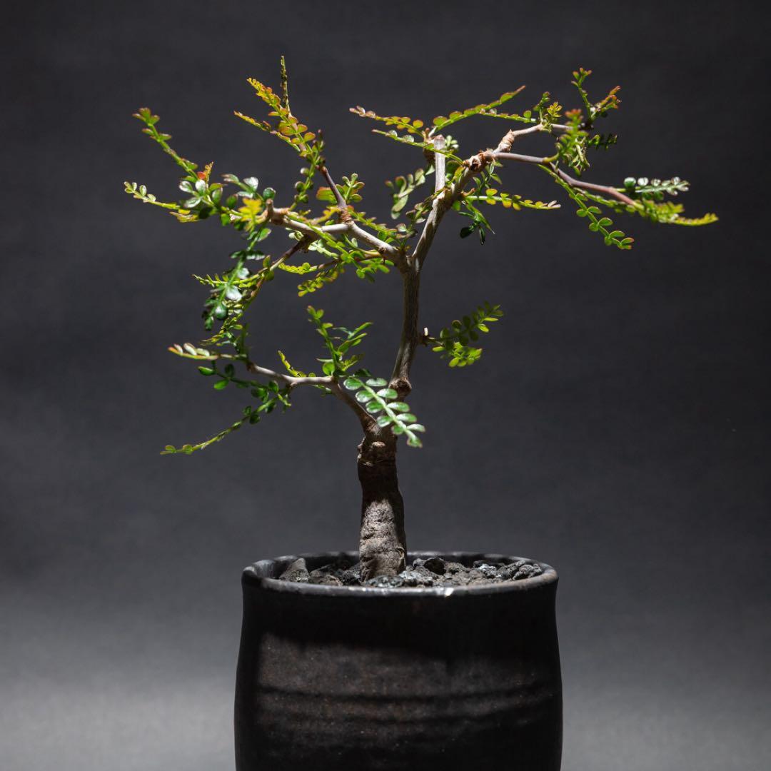 オペルクリカリア・パキプス　根差し