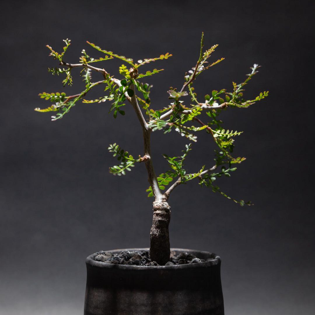 オペルクリカリア・パキプス　根差し