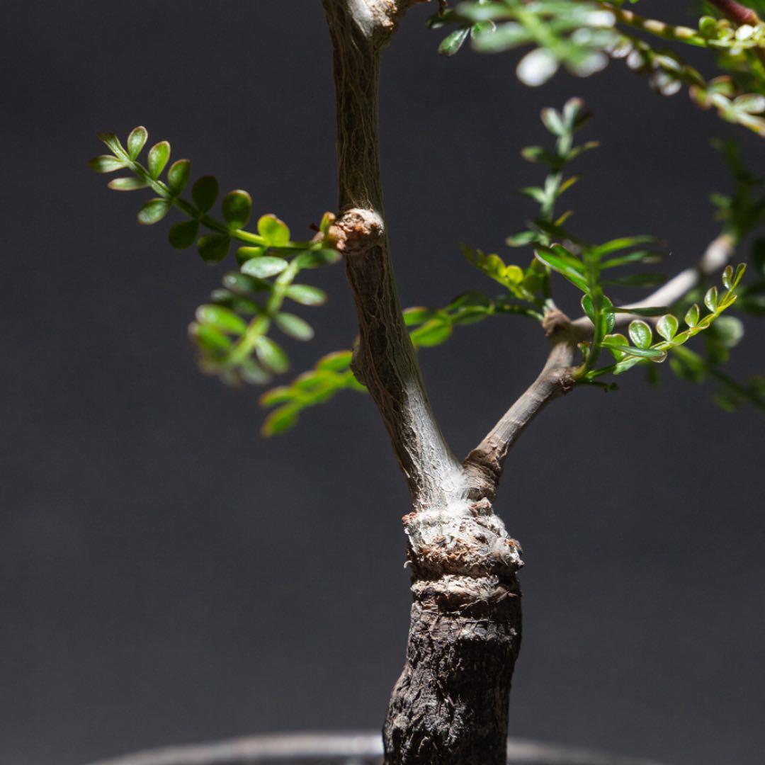 オペルクリカリア・パキプス　根差し