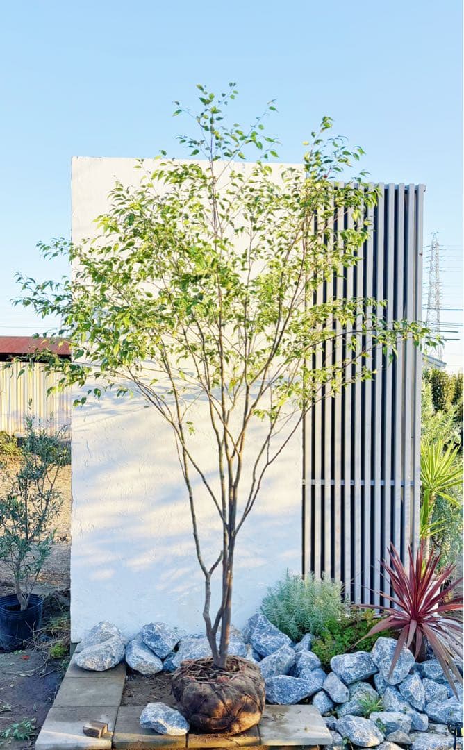 超逸品。山採りハイノキ株立ち2.6M(鉢底から)