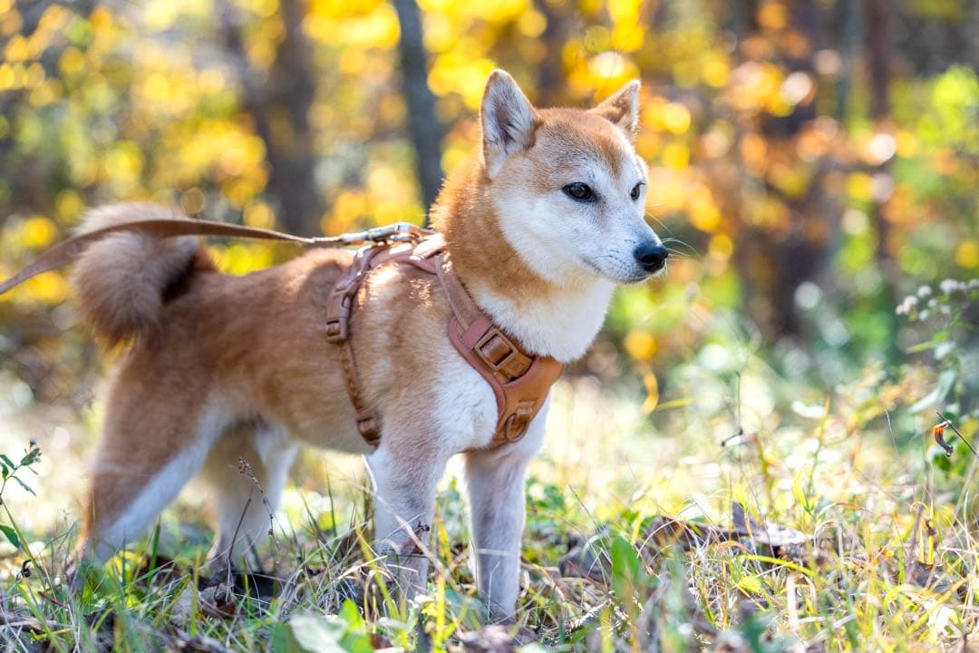 【新品】ハーネス/max-bone/キャメルSサイズ/ラグジュアリーブランド