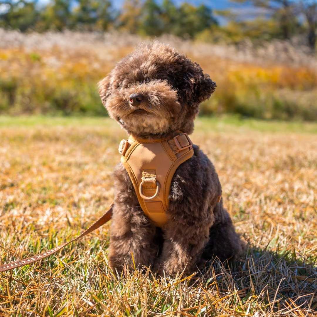 【新品】ハーネス/max-bone/キャメルSサイズ/ラグジュアリーブランド