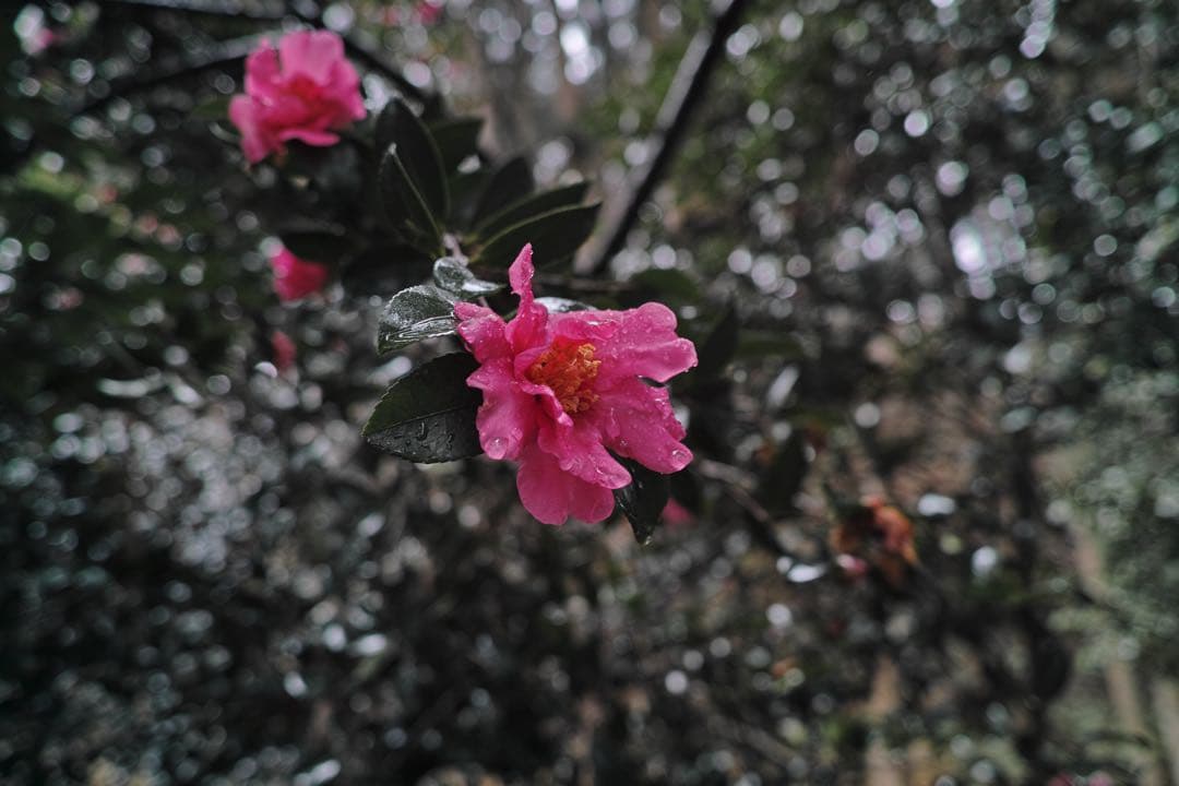 SIGMA DP1 Merrillコンパクトデジタルカメラ