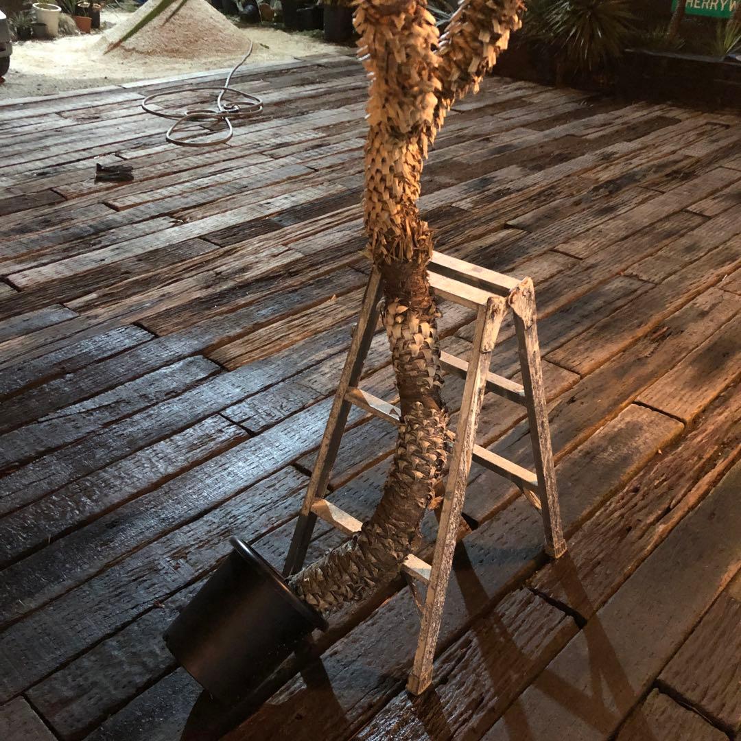 ユッカ　アロイフォリア　バリエガータ