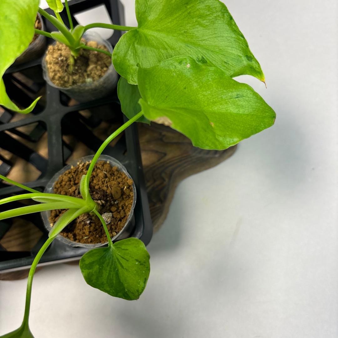 壱*）様 5株セットms144selloum Var フィロデンドロン・セローム