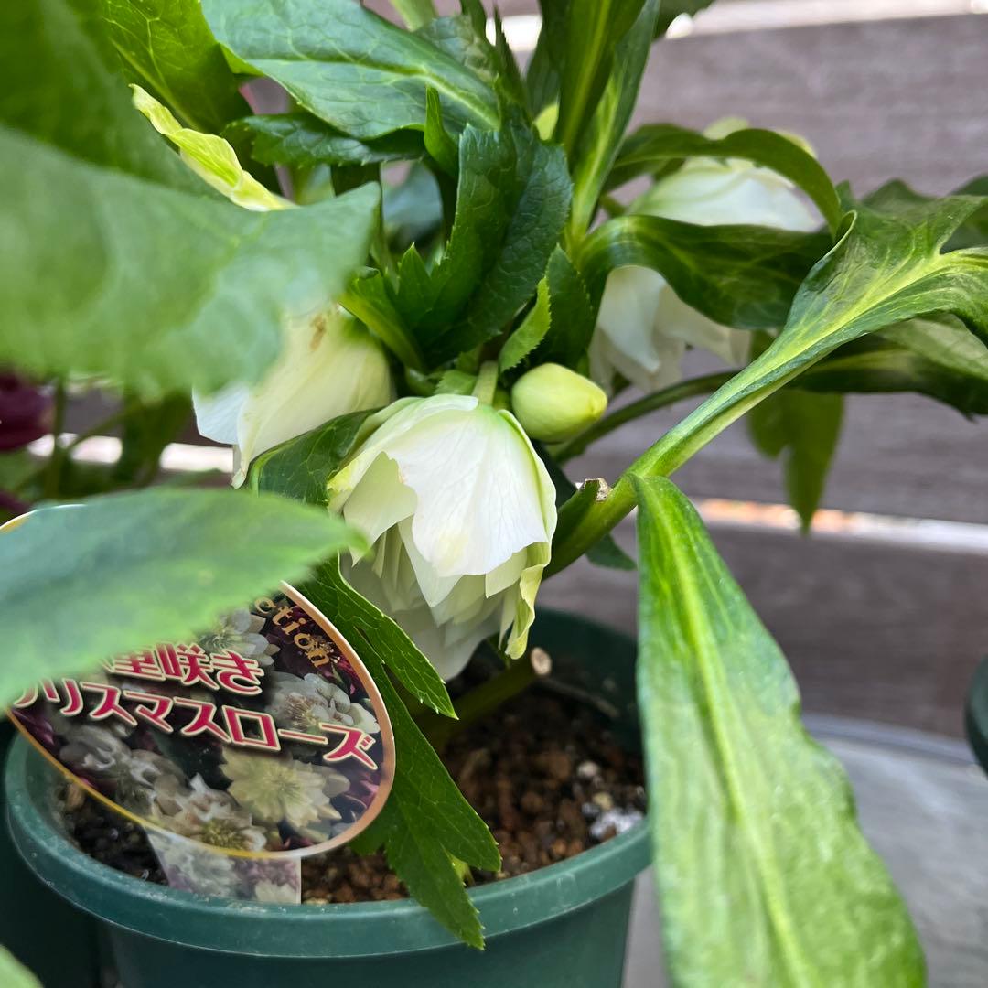 まさまる　クリスマスローズ　八重咲き　ダブル　エレン　5号　６鉢セット