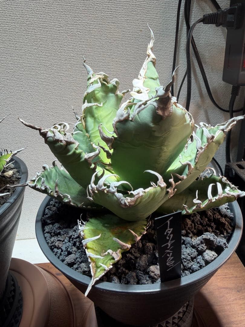 アガベ　イタリアメリクロン　親株サイズ