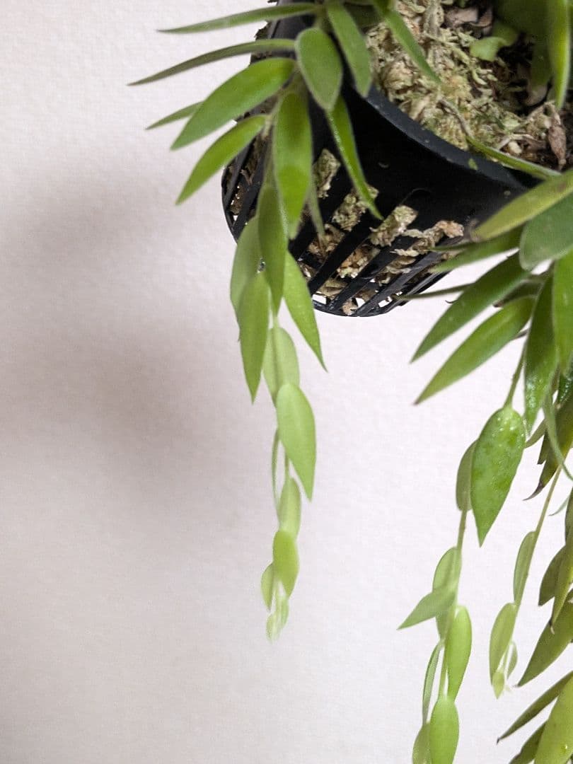 ceratostema rauhii セラトステマ　ケラトステマ　ラウヒー