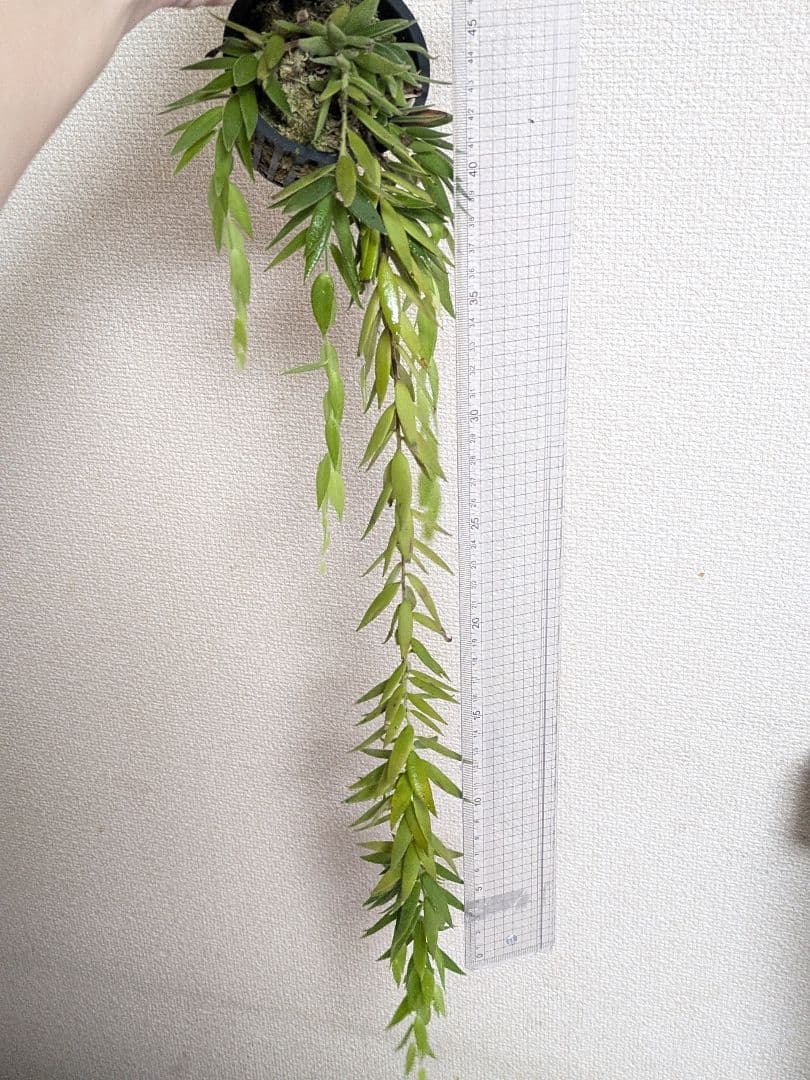 ceratostema rauhii セラトステマ　ケラトステマ　ラウヒー