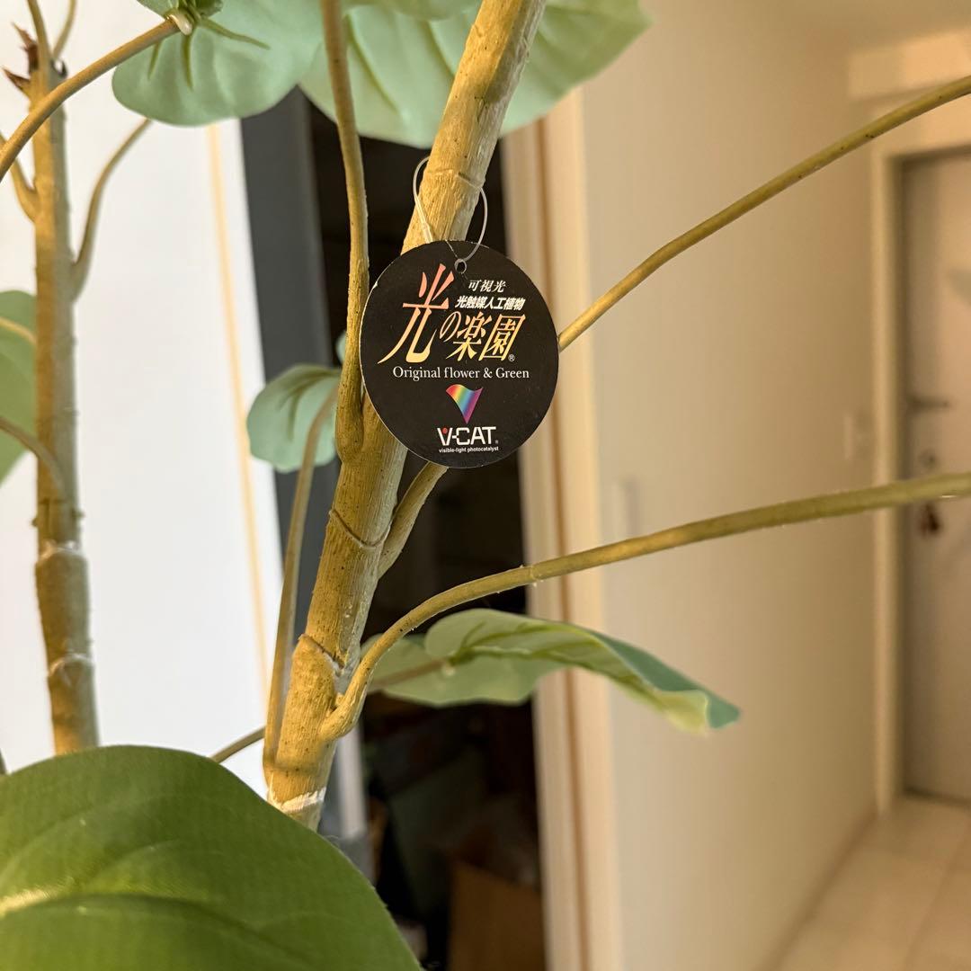 ウンベラータ　人工観葉植物 ホワイトポット