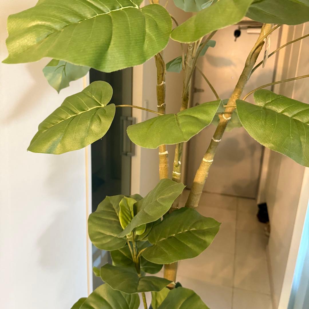 ウンベラータ　人工観葉植物 ホワイトポット