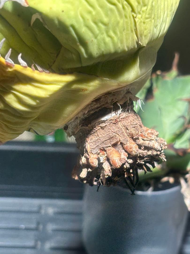 限定品！アガベオアハカオテロイ現地球（極上株）超S級良形superオアハカ激レア