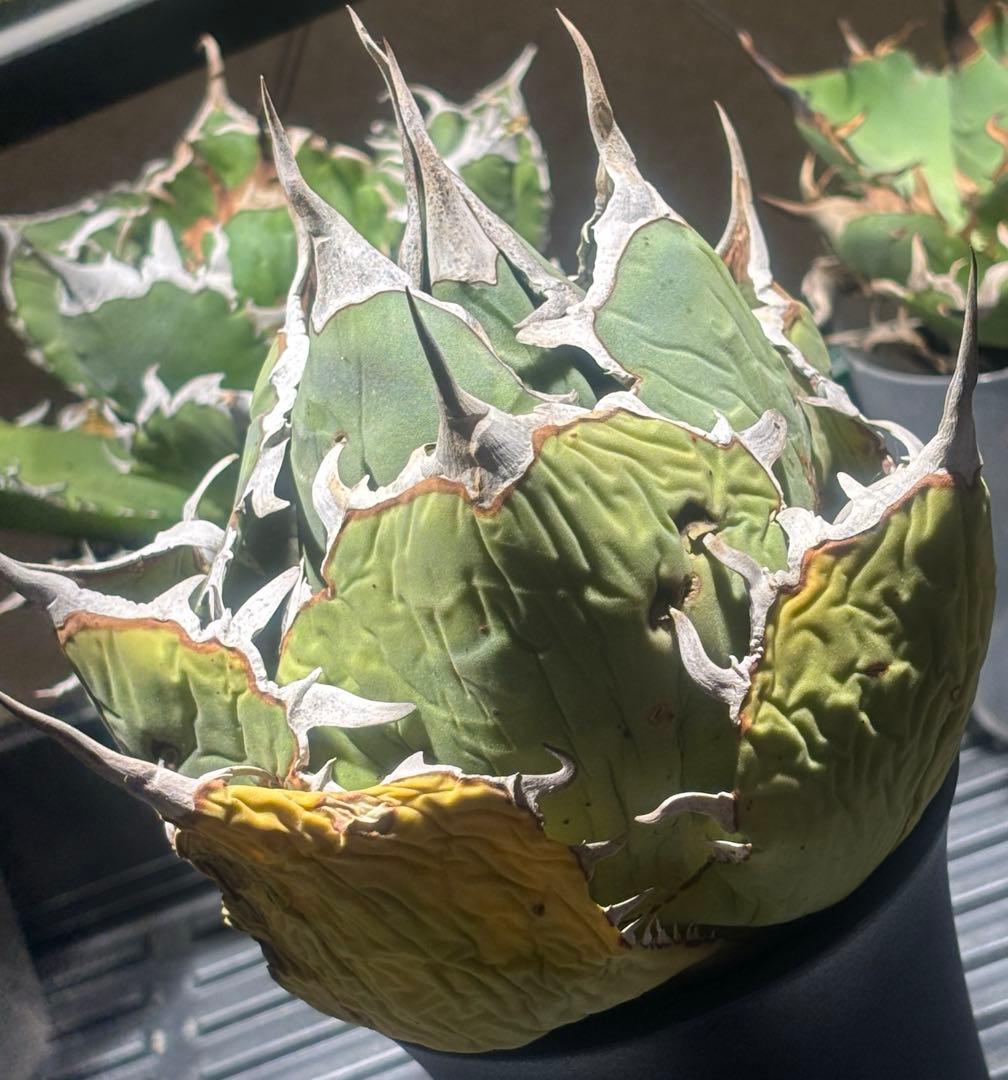 限定品！アガベオアハカオテロイ現地球（極上株）超S級良形superオアハカ激レア