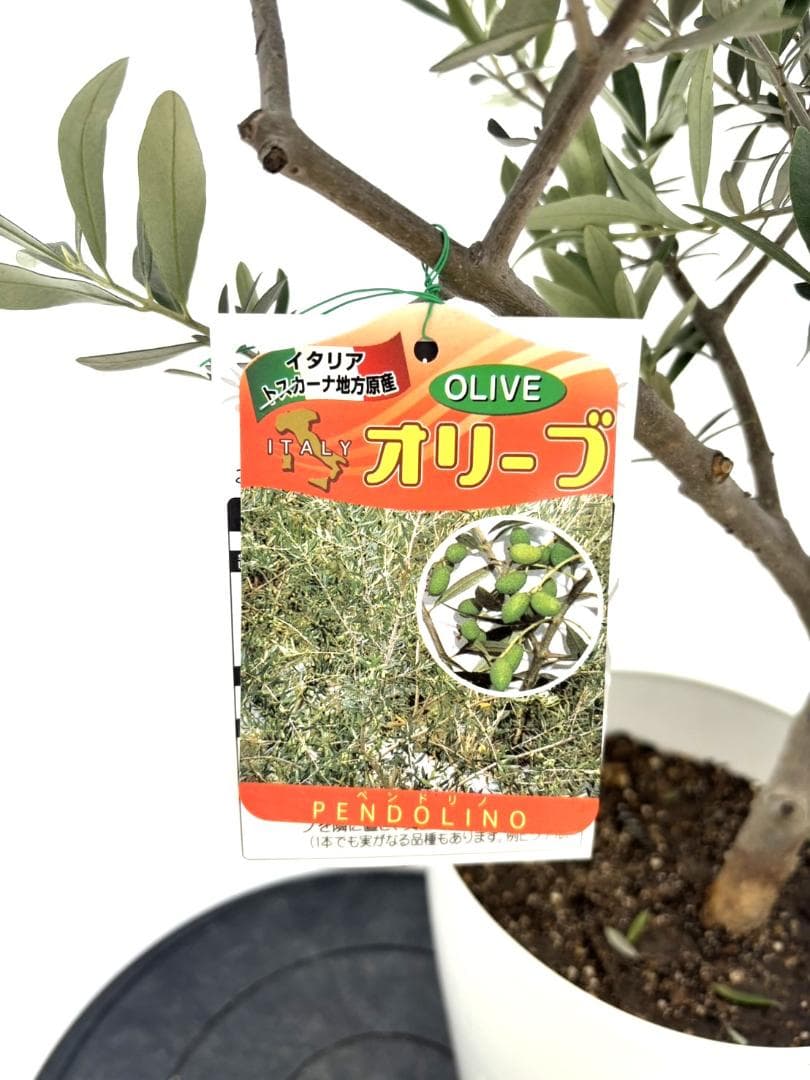 オリーブの木　ペンドリノ　8号　約130cm　K-331　現品掲載