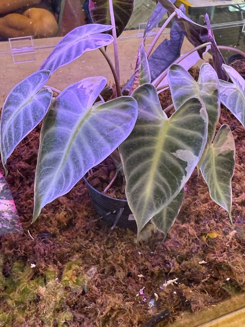 YSK 希少 アロカシア De beer blue albo