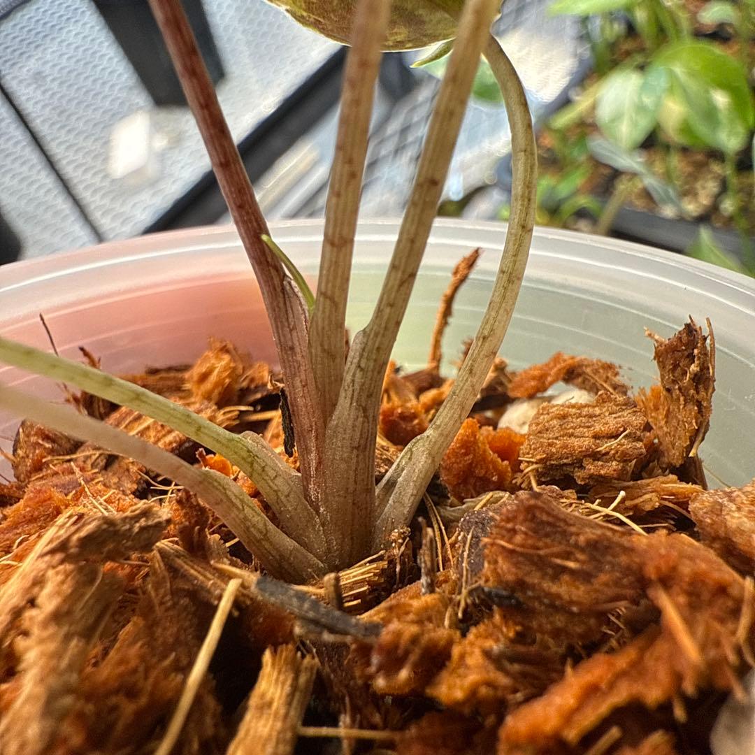 YSK 希少 アロカシア De beer blue albo