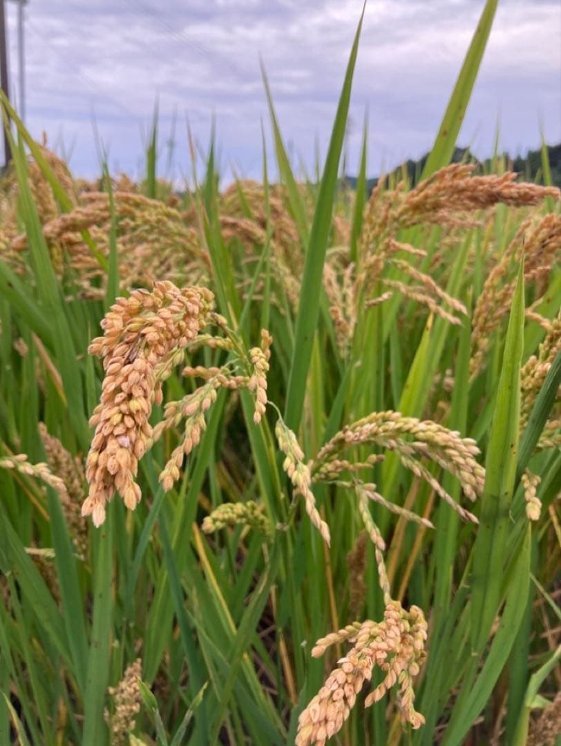 自然栽培米 ハッピーヒルうるち米種籾 1kg 陸稲可能