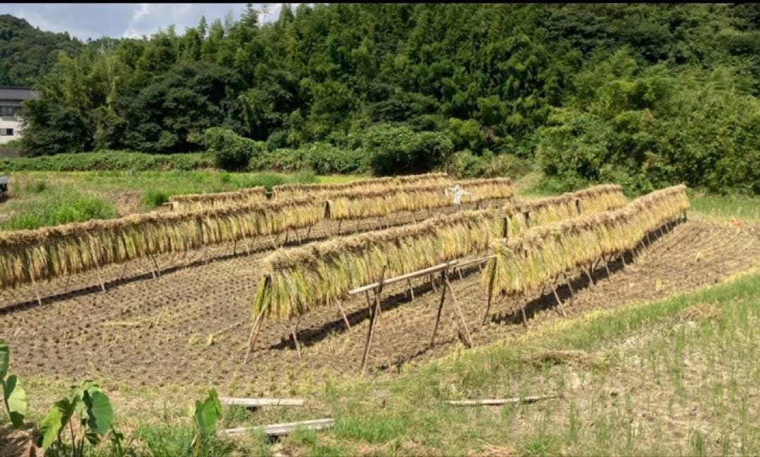 自然栽培米 ハッピーヒルうるち米種籾 1kg 陸稲可能